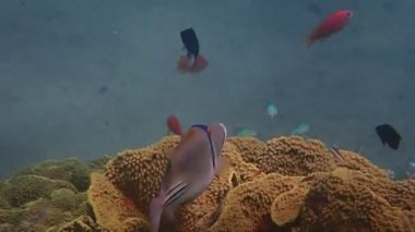 Kızıl Deniz 'deki mercan resiflerinde yaşayan egzotik balıkların biyolojik çeşitliliği, tetikleyici balıkların odak noktası, Picasso-fish, Sina, Orta Doğu