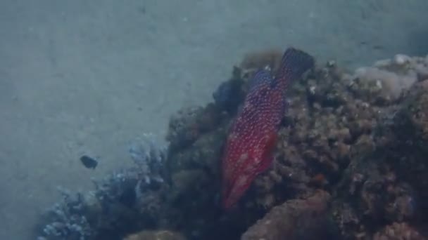 Красный Коралловый Окунь Научное Название Cephalopholis Miniata Хищник Населяет Коралловые — стоковое видео