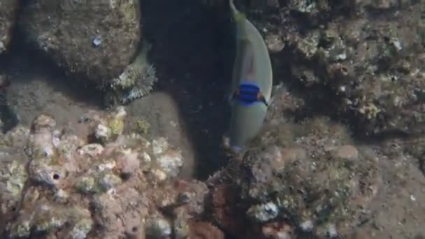 Peixes Corais Exóticos Picasso Trigger Fish Nome Científico Rhinecanthus Assasi — Vídeo de Stock