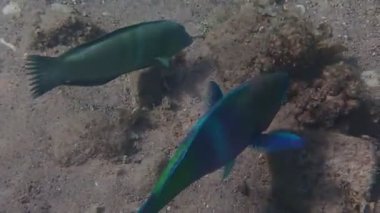 Dik başlı papağan balığı, bilimsel adı Chlorurus gibbus, Scaridae familyasına ait, mercan resiflerinde yaşıyor, papağan gagasına benzeyen dişleri var, yaşam döngüsü sırasında vücut rengini değiştiriyor.