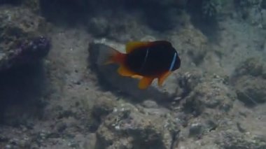 Yetişkin Palyaço Balığı (Amphiprion bicinctus) mercan resiflerinde yaşar, Pomacentridae familyasına aittir, balıkların yaşamı deniz şakayıkları, Kızıldeniz, Orta Doğu,