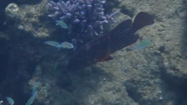 Kızıl mercan orfozu, bilimsel adı Cephalopholis miniata, yırtıcı hayvan ve Kızıl Deniz, Sina, Ortadoğu 'daki mercan resiflerinde yaşar. 