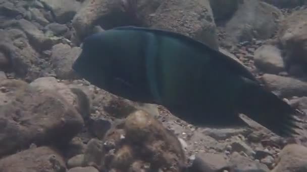 Κοραλλιογενή Ψάρια Που Ονομάζονται Clown Coris Ανήκουν Στην Οικογένεια Labridae — Αρχείο Βίντεο