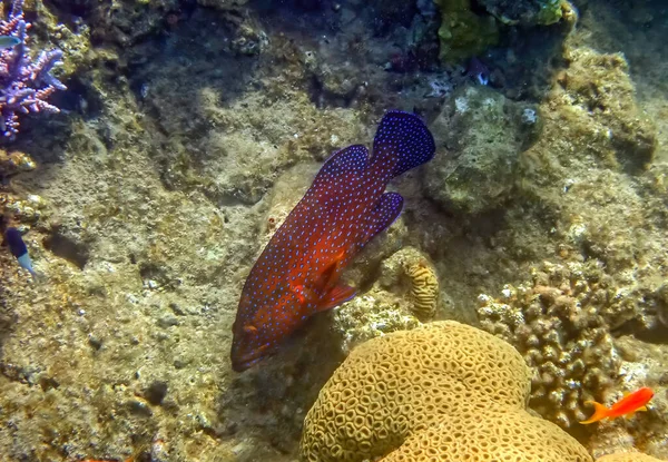 Red Coral Grouper Scientific Name Cephalopholis Miniata Predator Inhabits Coral — Stock Photo, Image