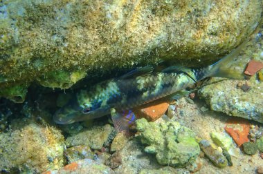 Bilinen adıyla Forssskal keçi balığı olan mercan balığı, bilimsel adı Parupeneus forskali, mercan resiflerinin yakınında sığ sularda yaşar. Balık, Kızıl Deniz, Ortadoğu                         