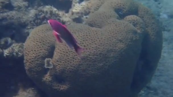 Männchen Des Seegoldie Oder Goldfish Scalefin Anthias Wissenschaftlicher Name Ist — Stockvideo