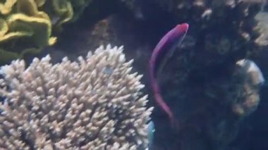 Japon balığı ya da Japon balığı pullu anthias, bilimsel adı Pseudanthias squamipinnis, Serranidae familyasına ait, Kızıldeniz 'deki mercan resiflerinde yaşıyor. 