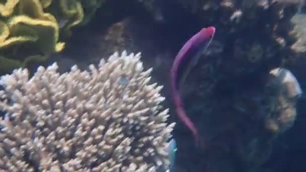 海金鱼或金鱼的雄鱼 学名是假金鱼 属于红海鱼科 栖息在珊瑚礁中 — 图库视频影像