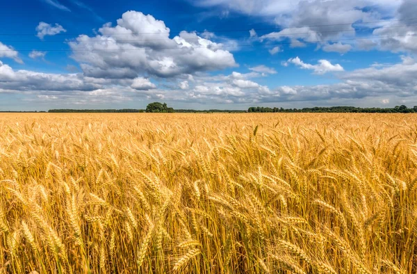 黄小麦成熟田园的乡村风景 天边有美丽的积云 还有古老的风车 生态旅游的理念 — 图库照片