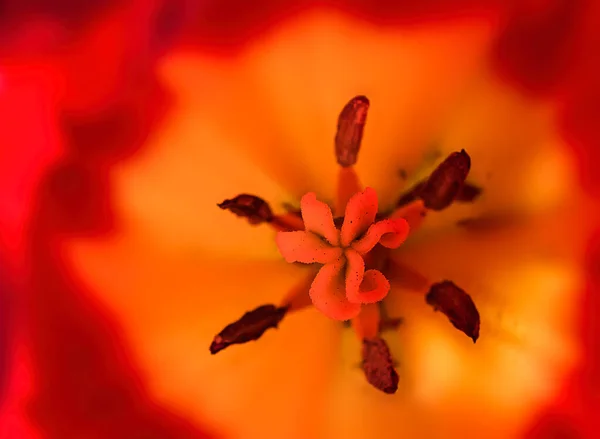 Bahçedeki Çiçek Açan Kırmızı Lalelerin Yakın Çekimi — Stok fotoğraf