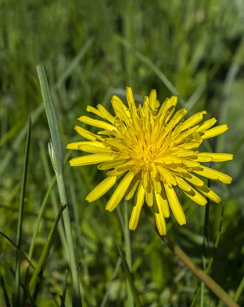 stock image Close up of blossom dandelion flower among green grass