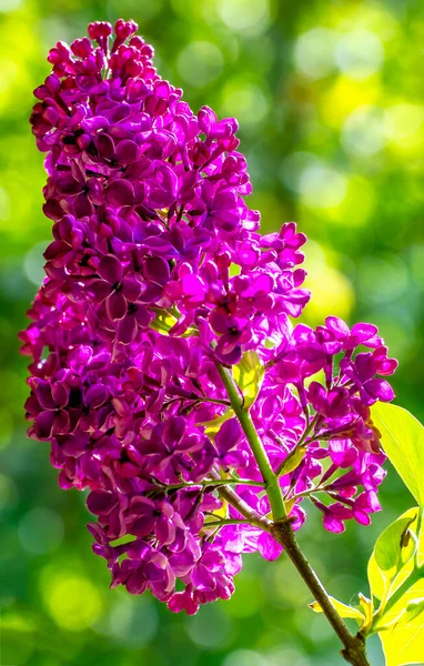 Purple Sort Blossoming Lilac Spring Time — Stock Photo, Image