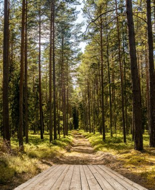 Yeşil çimenli tepeler arasında güneş panelleri kümelenmiş kırsal alan
