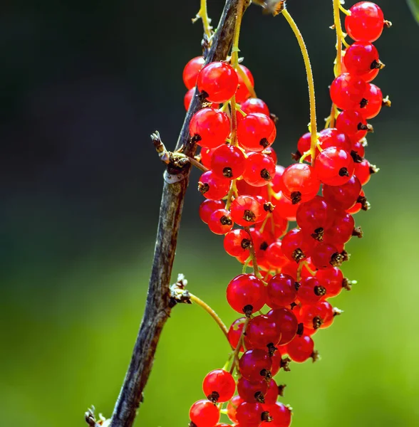 Ribes Rosso Maturato Giardino Estivo Focus Selettivo Sfondo Sfocato — Foto Stock