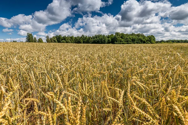 Поле Вибраним Штампом Пшениці Передній План — стокове фото