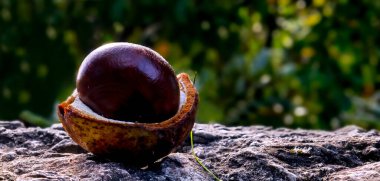 Tek tohumlu at kestanesine yakın kabuk veya kabuk kalıntıları ile, sonbahar güzel doğal desenler ve dokular görünür