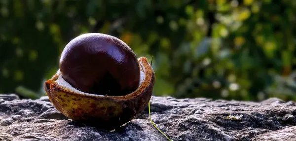 Tek tohumlu at kestanesine yakın kabuk veya kabuk kalıntıları ile, sonbahar güzel doğal desenler ve dokular görünür