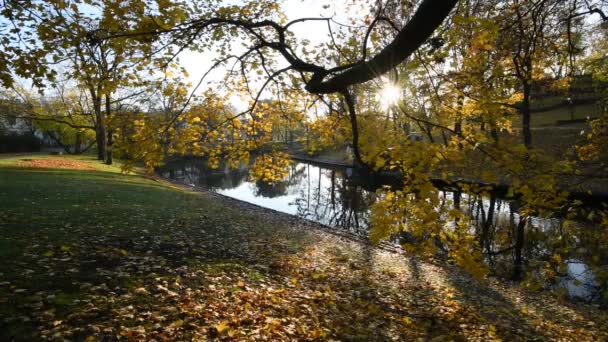 Красочные Узоры Поздней Осени Старом Общественном Парке — стоковое видео