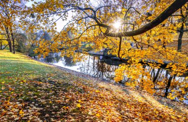 Akçaağaç yapraklarının arasından güneş ışığı geçen güzel bir manzara, eski halk parkındaki doğal sonbahar desenleri.