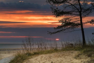 Sonbaharın sonlarında Baltık Denizi 'nin kumlu sahillerinde günbatımı ve yalnız çam ağacı