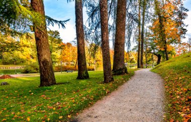 Sonbahar mevsiminde halk parkında yaya geçidi ve yaşlı karaçam ağaçları