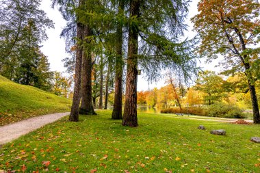Sonbahar mevsiminin başında halka açık bir parkta yaşlı tarla ağaçları