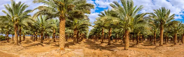 Panoramic view on plantation of date palms for healthy food production. Date palm is iconic ancient plant and famous food crop in the Middle East and North Africa, it has been cultivated for 5000 years