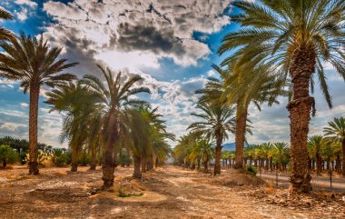 Hurma ağaçları, tomurcuklanmış gıdalar için. Hurma palmiyesi, Orta Doğu ve Kuzey Afrika 'da 5000 yıldır yetiştirilen ikonik antik bitki ve ünlü gıda mahsulüdür.