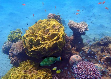 Amazing nature of coral reefs showing great biodiversity of tropical marine ecosystems that is still remains untouched by human activities in the Red Sea, Sinai, Middle East clipart