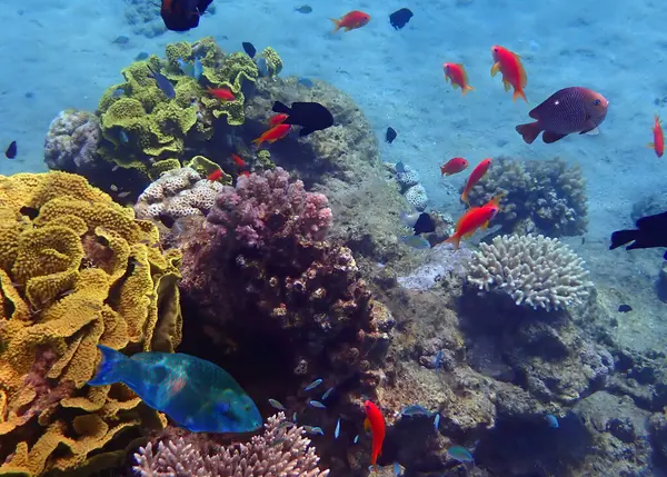 stock image Amazing nature of coral reefs showing great biodiversity of tropical marine ecosystems that is still remains untouched by human activities in the Red Sea, Sinai, Middle East