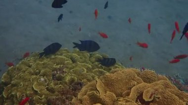 Mercan resiflerindeki çavuş balıklarının toplu yumurtlaması hala Kızıl Deniz, Sina ve Orta Doğu 'daki insan faaliyetlerinin dokunmadığı tropikal deniz ekosistemlerinin biyolojik çeşitliliğini gösteriyor.