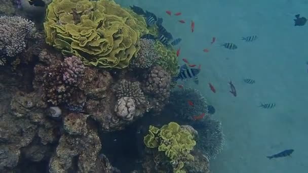 Masslek Sergeant Fisk Korallrev Visar Stor Biologisk Mångfald Tropiska Marina — Stockvideo