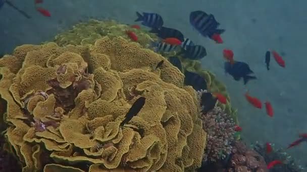 Desova Massa Peixes Sargentos Recifes Coral Mostrando Grande Biodiversidade Ecossistemas — Vídeo de Stock