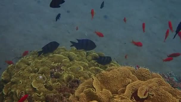 Desove Masivo Peces Sargento Arrecifes Coral Que Muestran Una Gran — Vídeos de Stock