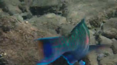 Dik başlı papağan balığı, bilimsel adı Chlorurus gibbus, Scaridae familyasına ait, mercan resiflerinde yaşıyor, papağan gagasına benzeyen dişleri var, yaşam döngüsü sırasında vücut rengini değiştiriyor.