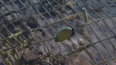 Güzel mercan kayalıklarında yaşayan kelebek balığı, bilimsel adı Chaetodon austriacus, Chaetodontidae ailesine ait, resiflerin sığ sularında yaşar, Kızıldeniz, Orta Doğu
