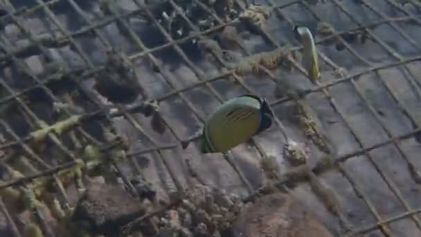 Güzel Mercan Kayalıklarında Yaşayan Kelebek Balığı Bilimsel Adı Chaetodon Austriacus — Stok video