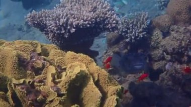 Spotbase burrfish, bilimsel adı Cyclichthys spilostylus. Diodontidae familyasına ait. Vücudu dikenli küre şeklindedir. Kızıldeniz 'in mercan kayalıklarında yaygın olarak dağıtılır.  
