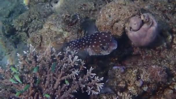 Spotbase Burrfish 学名是Cyclichthys Spostylus 属于Diodontidae家族 它的身体形似刺球体 广泛分布在红海的珊瑚礁上 — 图库视频影像