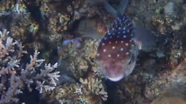 Spotbase Burrfish Vetenskapligt Namn Cyclichthys Spilostylus Tillhör Familjen Diodontidae Dess — Stockvideo