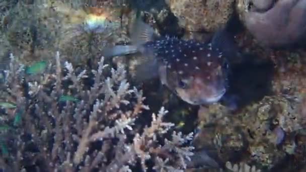 Burrfish Spotbase Nome Científico Cyclichthys Spilostylus Pertence Família Diodontidae Seu — Vídeo de Stock