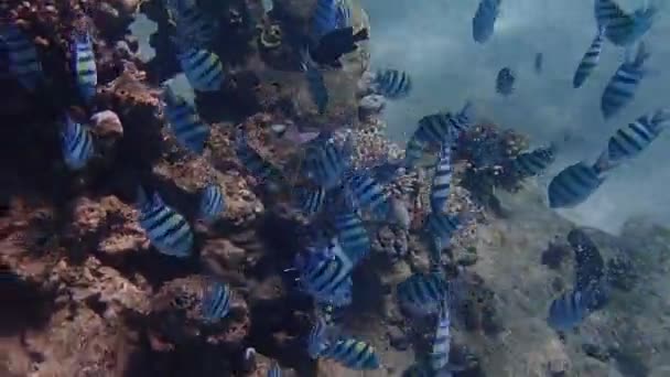 Desove Masivo Peces Coral Con Nombre Sargento Mayor Pertenece Familia — Vídeo de stock