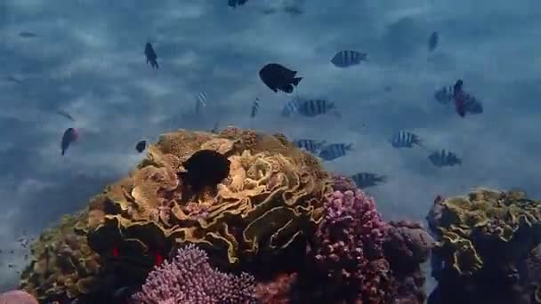 Korall Fisk Med Namnet Sergeant Major Det Tillhör Familjen Pomacentridae — Stockvideo