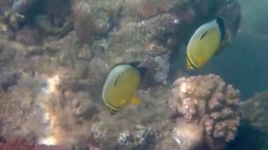 Güzel mercan resifleri, kelebek balıkları, bilimsel adı Chaetodon austriacus, Chaetodontidae ailesine ait, resiflerin sığ sularında, Kızıldeniz, Orta Doğu 'da yaşayan