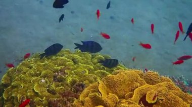 Başçavuşluk okulunun yakın çekimleri, balıklar Pomacentridae familyasına ait, bilimsel adı Abudefduf Saxatilis, Kızıldeniz 'in sığ sularında yaşar, Orta Doğu' da.