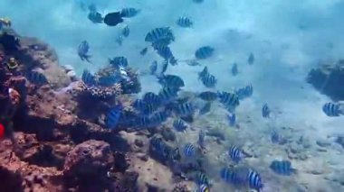 Başçavuşluk okulunun yakın çekimleri, balıklar Pomacentridae familyasına ait, bilimsel adı Abudefduf Saxatilis, Kızıldeniz 'in sığ sularında yaşar, Orta Doğu' da.
