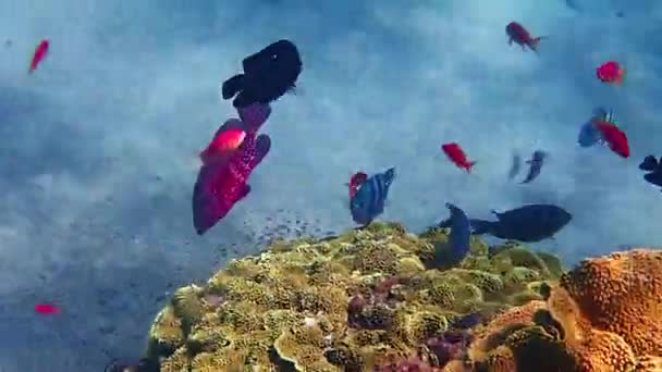 Korallrev Röda Havet Uppvisar Stor Biologisk Mångfald Tropiska Marina Arter — Stockvideo