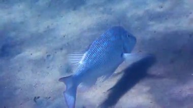 Kızıl Deniz ve Pasifik Okyanusu 'nun önemli ticari balıkları İspanya İmparatoru, bilimsel adı Lethrinus nebulosus, Lethrinidae familyasına ait.
