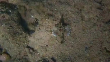 Ejderha veya Pegasus veya Seamoth balığı, bilimsel adı Eurypegasus draconis. Yüzme mesanesi yok ve zar zor yüzüyor. Kamuflaj rengi, belirgin şekilde uzun burnu ve kanatlı göğüs yüzgeçleri var. Dipte hızlı sürünmeye yardımcı oluyor.