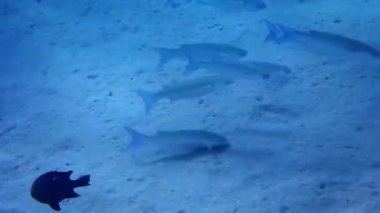 Önemli ticari balıklar okulu - gri aslan yelesi, bilimsel adı Mugil cephalus. Balıklar, Orta Doğu 'da yaygın olarak besin balığı olarak kullanılan ticari balıkçılık ve balıkçılık alanlarında Karadeniz, Kızıl ve Akdeniz' in sığ sularında yaşar.